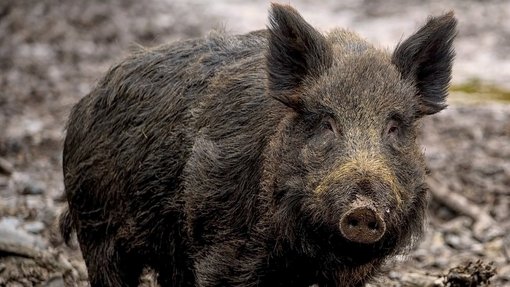 Wildschwein