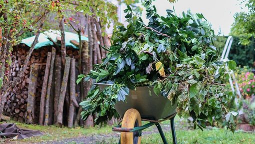 Schubkarren im Garten mit Grünschnitt gefüllt